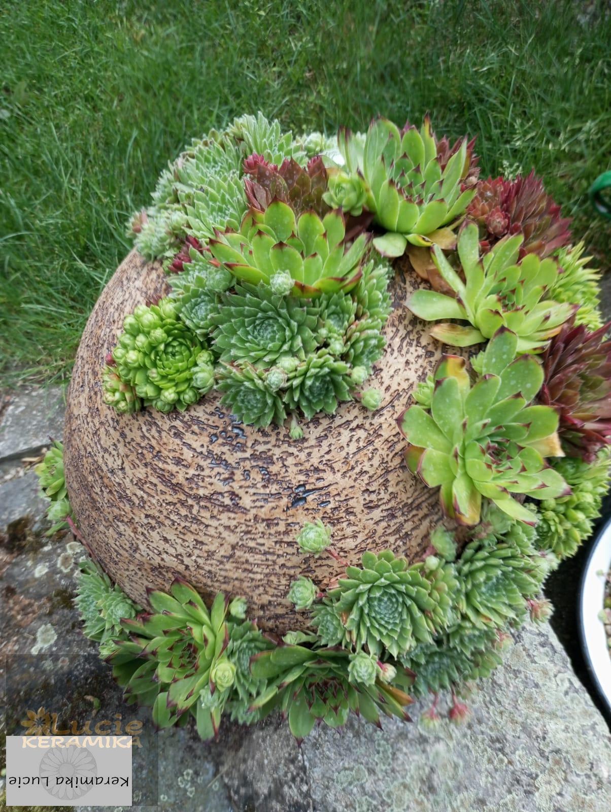 Koule na sukulenty 20 cm 
