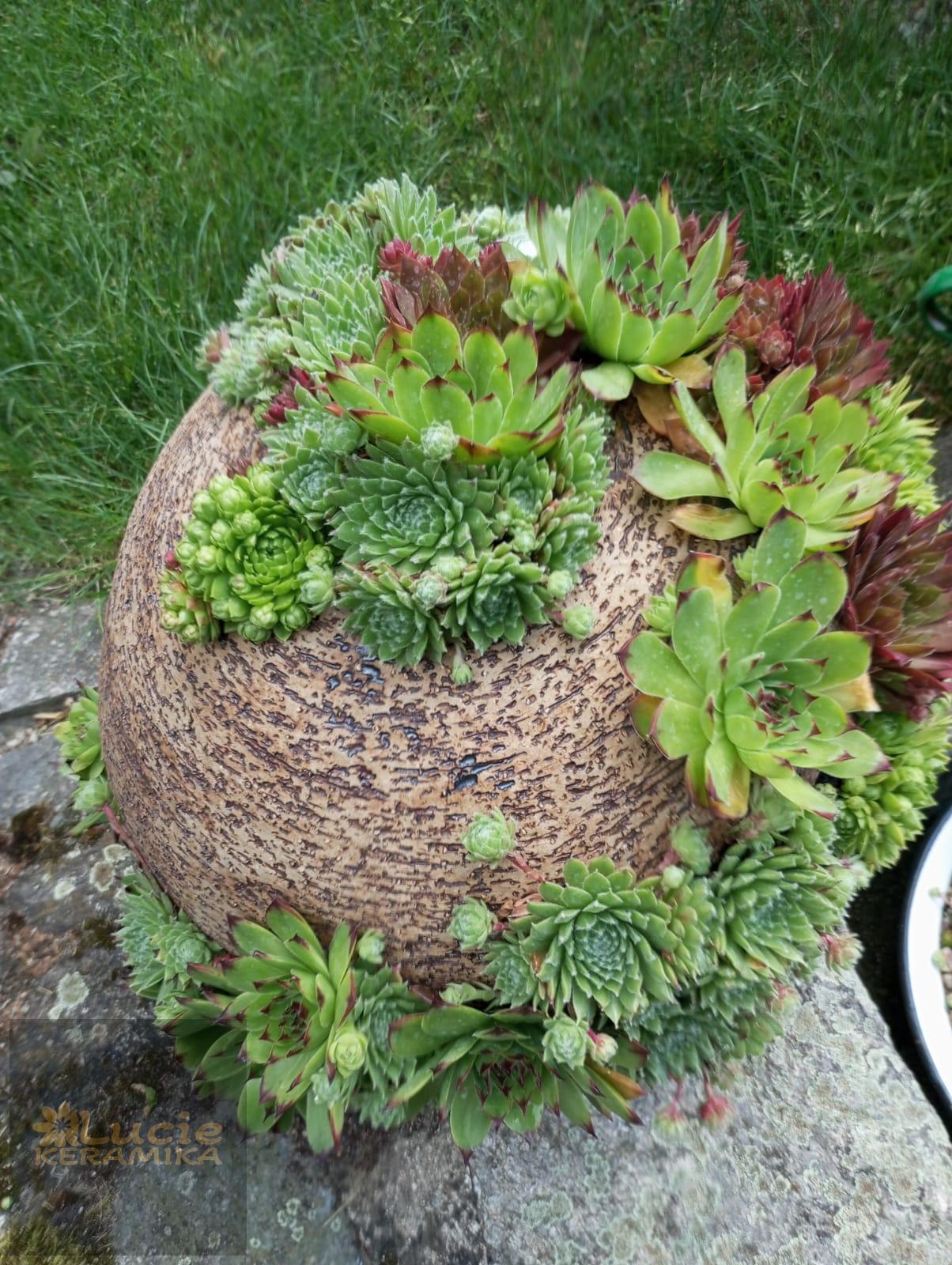 Koule na sukulenty 20 cm 