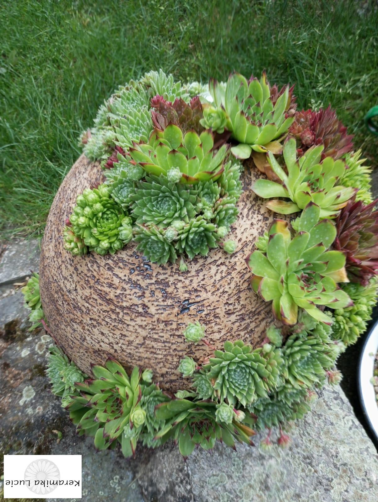 Koule na sukulenty 30 cm 